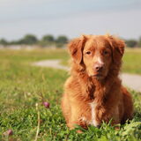 Foto van Luan en Lenne