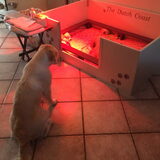 Foto van Het Gouden Vijftal & Baasje