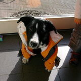 tommy had het koud {AA}