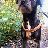 Foto van Ciska en Spanjaardje Moh (Bambi r.i.p.)