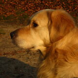 Bobbie in de winterzon