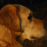 Close up van Bobbie