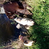 Foto van Nori met Chewy, Ayla, Leiah & Mace