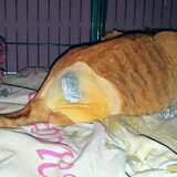 Foto van Ciska en Spanjaardje Moh (Bambi r.i.p.)