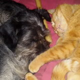 Foto van Ciska en Spanjaardje Moh (Bambi r.i.p.)