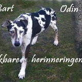 Niet alleen Odin, maar ook Bo en Bart waren een deel van mijn…