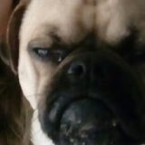 Foto van Nori met Chewy, Ayla, Leiah & Mace