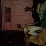 Foto van Nori met Chewy, Ayla, Leiah & Mace