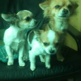 mama Nessi, Punto en Gigi