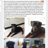 Foto van Sigrid, Sandy, Diva & Nala
