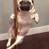 Foto van Nori met Chewy, Ayla, Leiah & Mace
