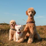 Foto van Inge, baasje van Gina, Flynn en Wobbe