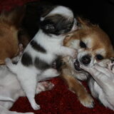 lieve punto met opa zippo
