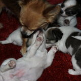 lieve puppies