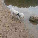 Foto van sylvia