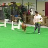 Foto van Sigrid, Sandy, Diva & Nala
