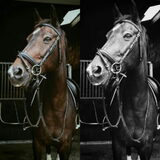 Foto van Hannah & Bink† en Beertje