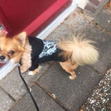 Foto van Lisa; Bobbie, Bentley & Lilly