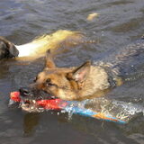 Foto van Petra,  *Lily Jane*   & Jip