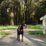 Foto van Ciska en Spanjaardje Moh (Bambi r.i.p.)