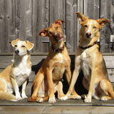 Foto van Demi - Nova, Jairo, Loki & Kaiyu
