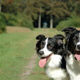 Foto van Lise met Ruby, Naïn & Qalvin