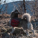 Foto van Alaska's Finest!