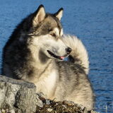 Foto van Alaska's Finest!