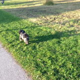 Daisy loopt trots voor mij