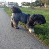 Dit is Daisy
