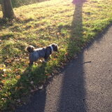 Daisy in het licht
