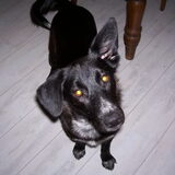 Foto van Lotte, Luna & Ukki