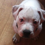 Dit is Dyla, onze amerikaanse bulldog teefje. Ze is hier 14 weken oud…