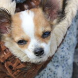 lieve punto