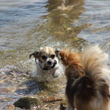 gigi, de waterrrat