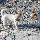 punto en gigi