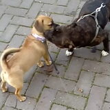 Foto van Nori met Chewy, Ayla, Leiah & Mace