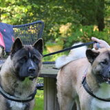 Foto van Jackie en Kiba:)