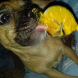 Foto van Nori met Chewy, Ayla, Leiah & Mace