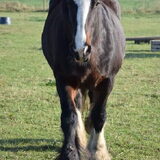 Foto van Lotte met Hobbe