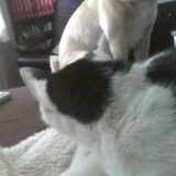 Foto van Nori met Chewy, Ayla, Leiah & Mace