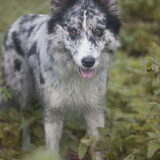 Foto van Angelique; Bruno, Charlie & Fenna
