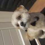 Foto van christel bumper en milo