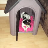 Foto van Kaatje en Hailey (Speedy† Tessa†)