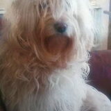Dana was ewn hele lieve hond. Savond toen ik thuis kwam uit me werk…