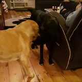 Foto van laura   Diva&Nova