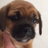 Foto van Nori met Chewy, Ayla, Leiah & Mace