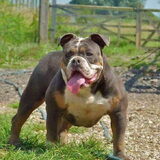 Shakabulls mindy onze nieuwe aanwinst.