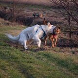 Rowan en Myla even stoeien