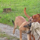 Diablo met onze logé Rocky, een mechelse herder